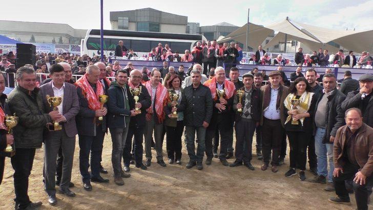 Deve güreşi festivali binlerce Aydınlıyı bir araya getirdi G4