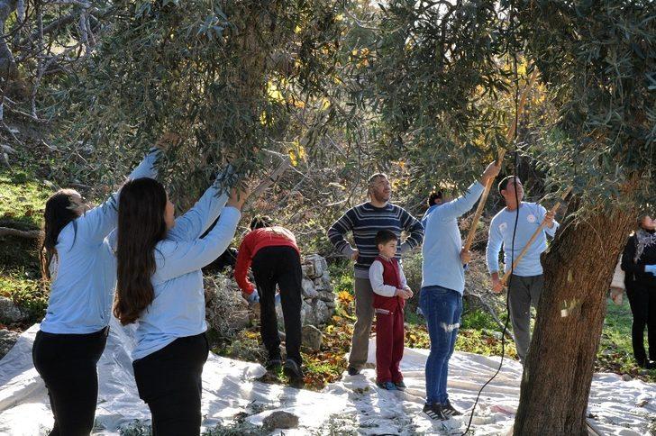 Gönüllü gençler yaşlı çiftin zeytinlerini toplayıp yağını evlerine teslim etti G1
