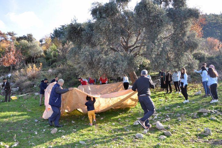 Gönüllü gençler yaşlı çiftin zeytinlerini toplayıp yağını evlerine teslim etti G4