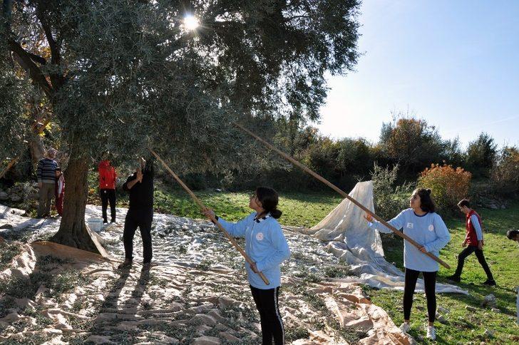 Gönüllü gençler yaşlı çiftin zeytinlerini toplayıp yağını evlerine teslim etti G5