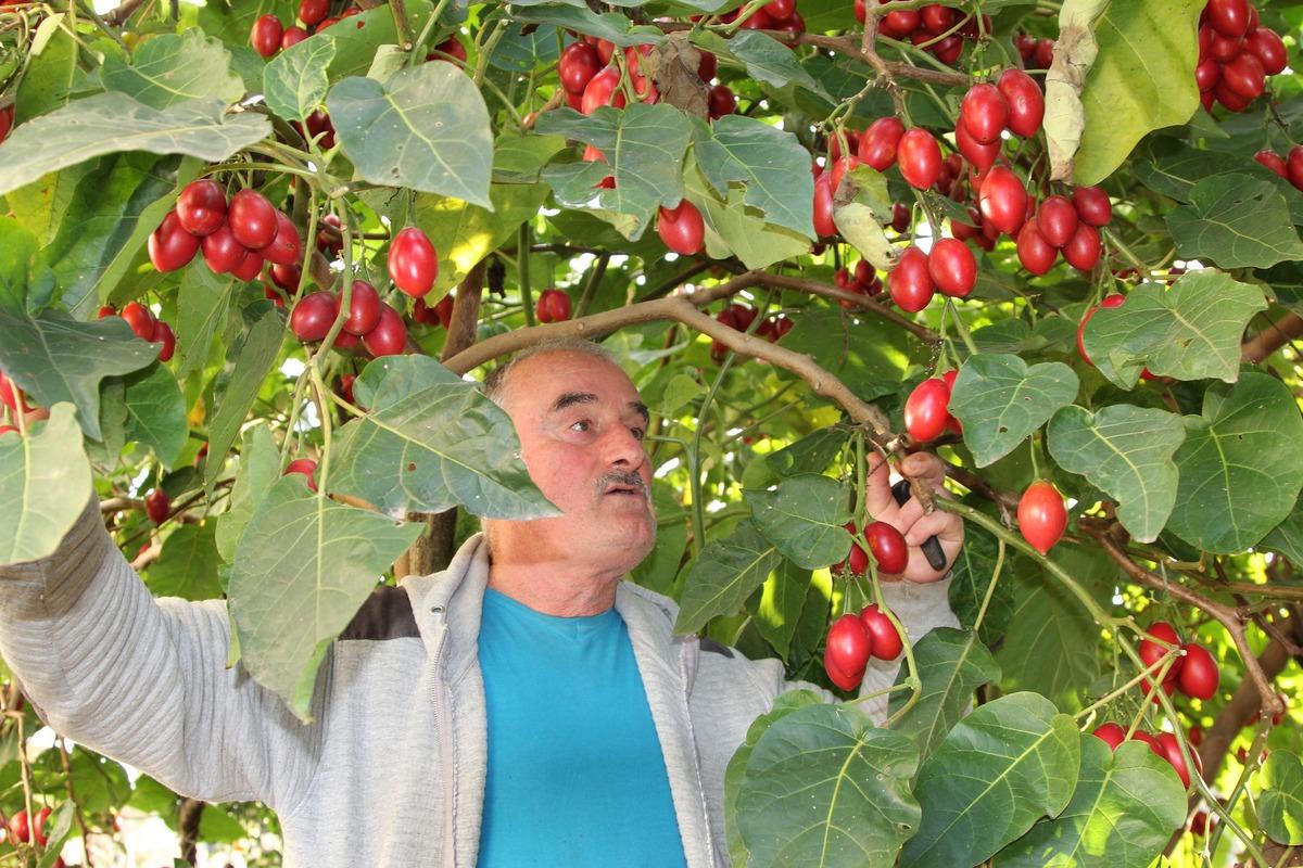 Almanya&rsquo;da saksıda g&ouml;rd&uuml;ğ&uuml; Tamarillo fidanını memleketi Rize&rsquo;ye getirip dikti, şimdi hem meyvesini hem fidanını satıyor