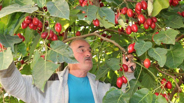 Almanya’da saksıda gördüğü Tamarillo fidanını memleketi Rize’ye getirip dikti, şimdi hem meyvesini hem fidanını satıyor