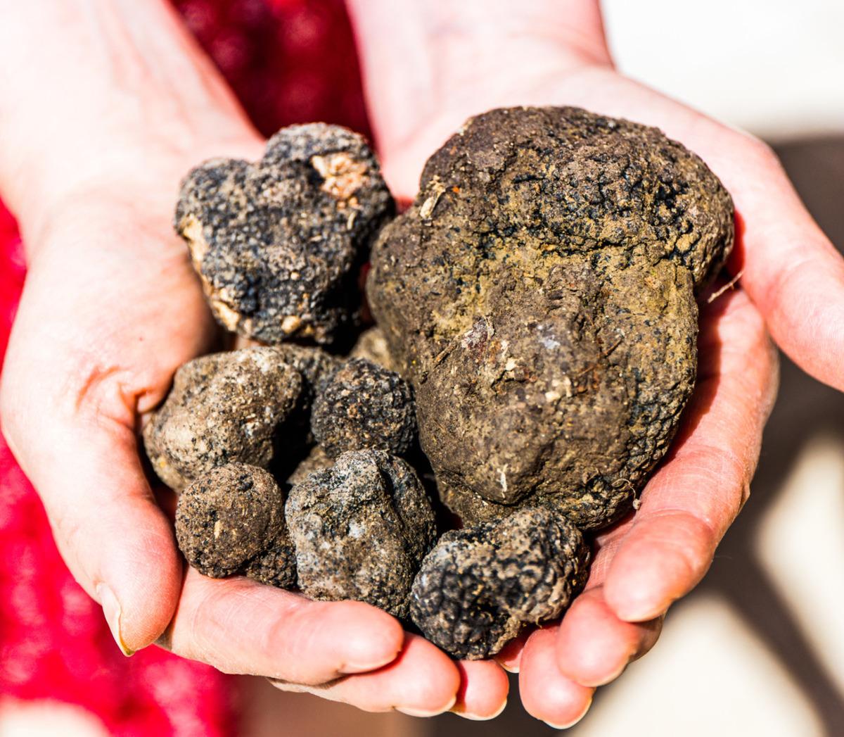 Tr&uuml;f mantarı nedir, tr&uuml;f mantarı faydaları nelerdir?