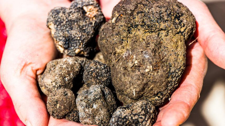 Tr&uuml;f mantarı nedir? T&uuml;rkiye'de Avrupa'daki kadar ilgi g&ouml;rm&uuml;yor