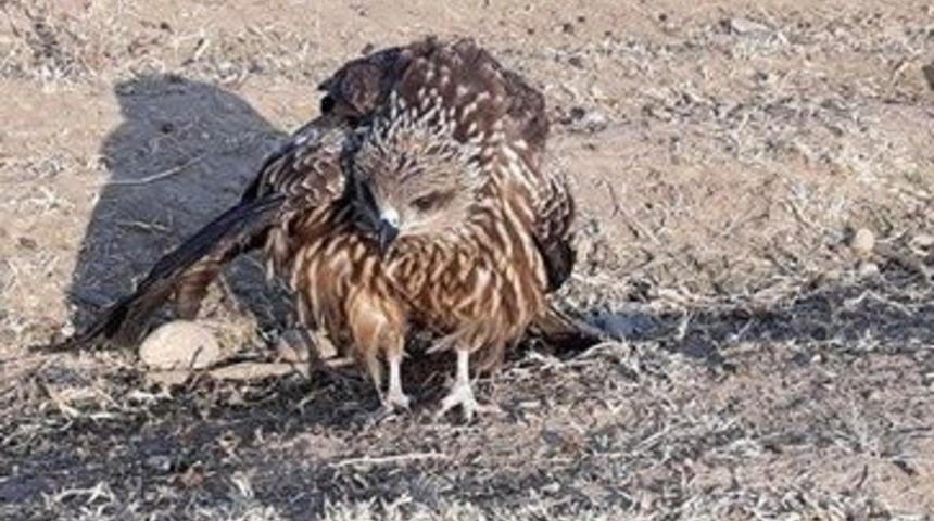 Yaralı atmaca tedavi altına alındı