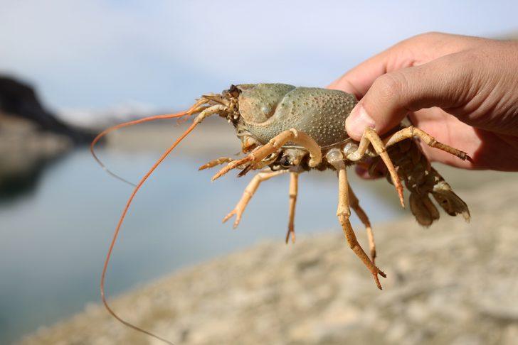 Van Gölü Havzası'nda şaşırtan manzara! 600 bin yıldan sonra ilk kez kerevit görüldü G1