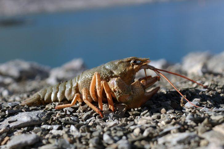 Van Gölü Havzası'nda şaşırtan manzara! 600 bin yıldan sonra ilk kez kerevit görüldü G2