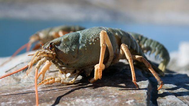 Van Gölü Havzası'nda şaşırtan manzara! 600 bin yıldan sonra ilk kez kerevit görüldü