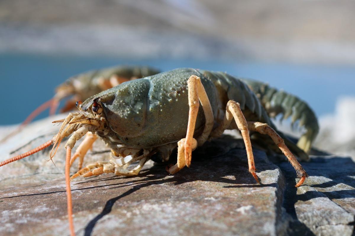 Van G&ouml;l&uuml; Havzası'nda şaşırtan manzara! 600 bin yıldan sonra ilk kez kerevit g&ouml;r&uuml;ld&uuml;