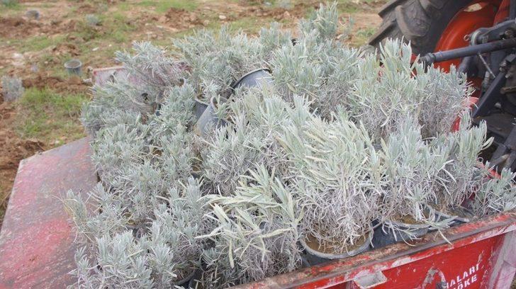 Söke Doğanbey’de lavanta kokacak G3