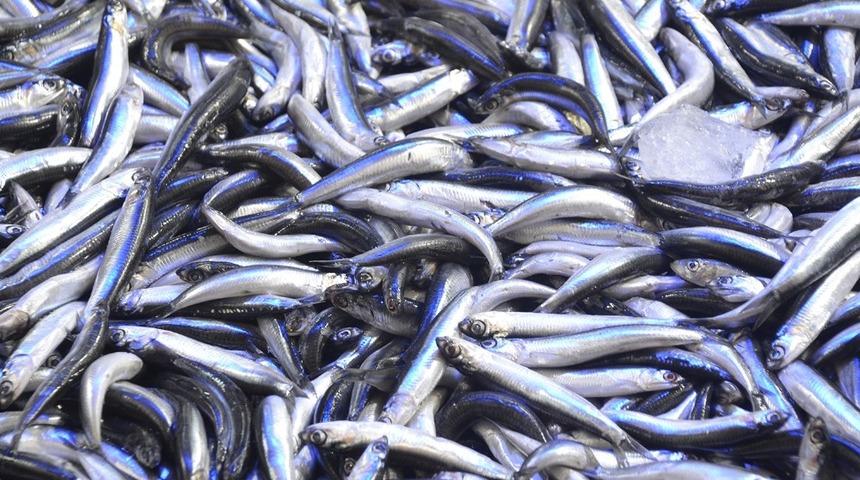 Hamsinin fiyatı tekrar y&uuml;kselişte