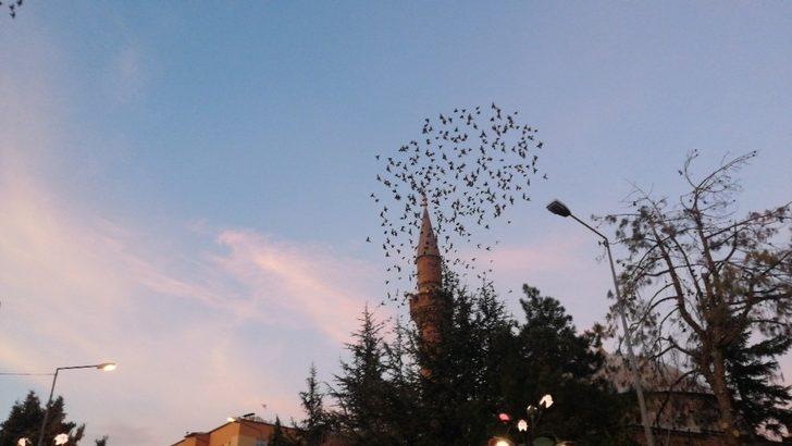 Isparta semalarında kuşların eşsiz dansı G2