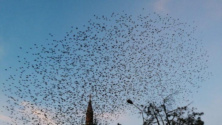 Isparta semalarında kuşların eşsiz dansı G3