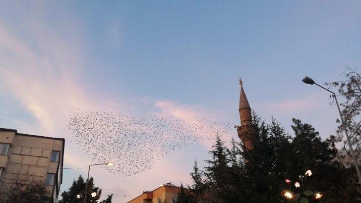 Isparta semalarında kuşların eşsiz dansı G4