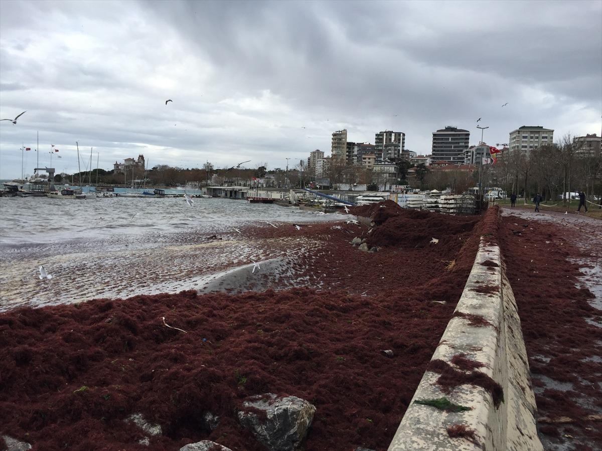 Caddebostan Sahili'nde kırmızı yosunlar karaya vurdu