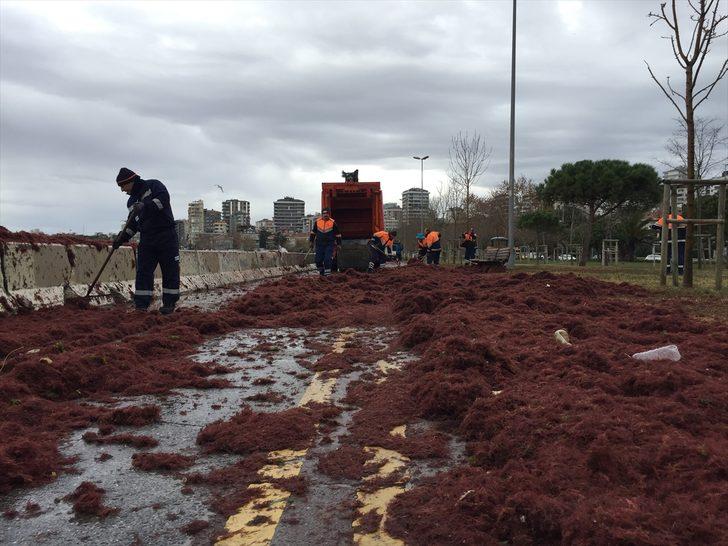 Caddebostan Sahili'nde kırmızı yosunlar karaya vurdu G1