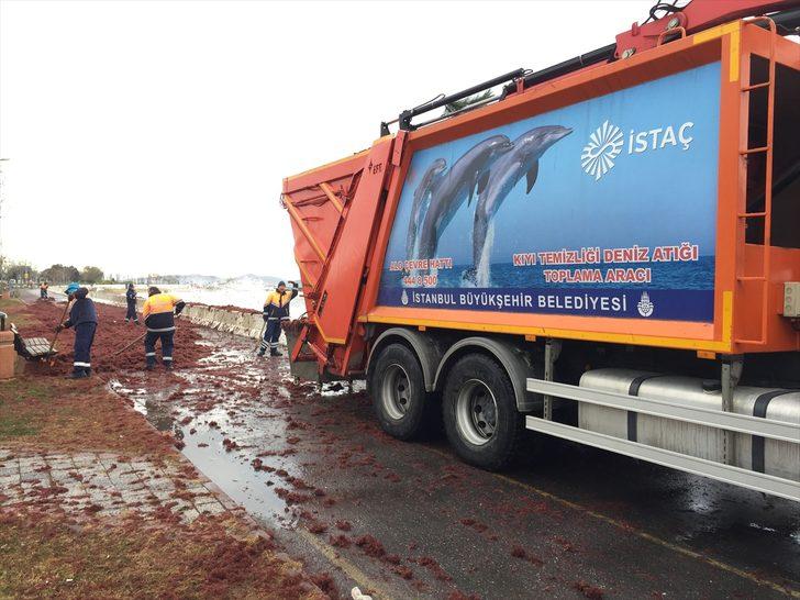 Caddebostan Sahili'nde kırmızı yosunlar karaya vurdu G2