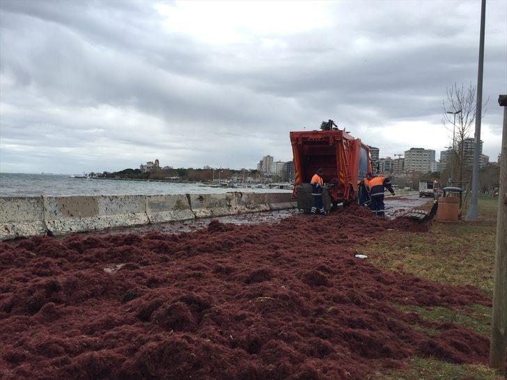 Caddebostan Sahili'nde kırmızı yosunlar karaya vurdu G3