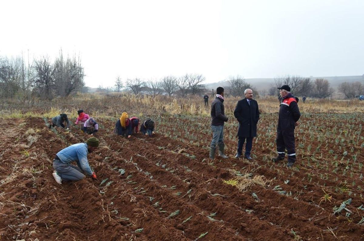 Bal &uuml;reticisine &rsquo;lavanta&rsquo; desteği: 75 dekar araziye lavanta dikildi