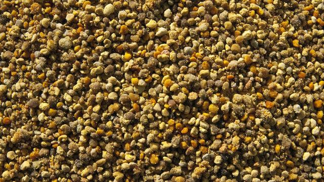 Arı poleni nedir, arı poleni faydaları nelerdir?