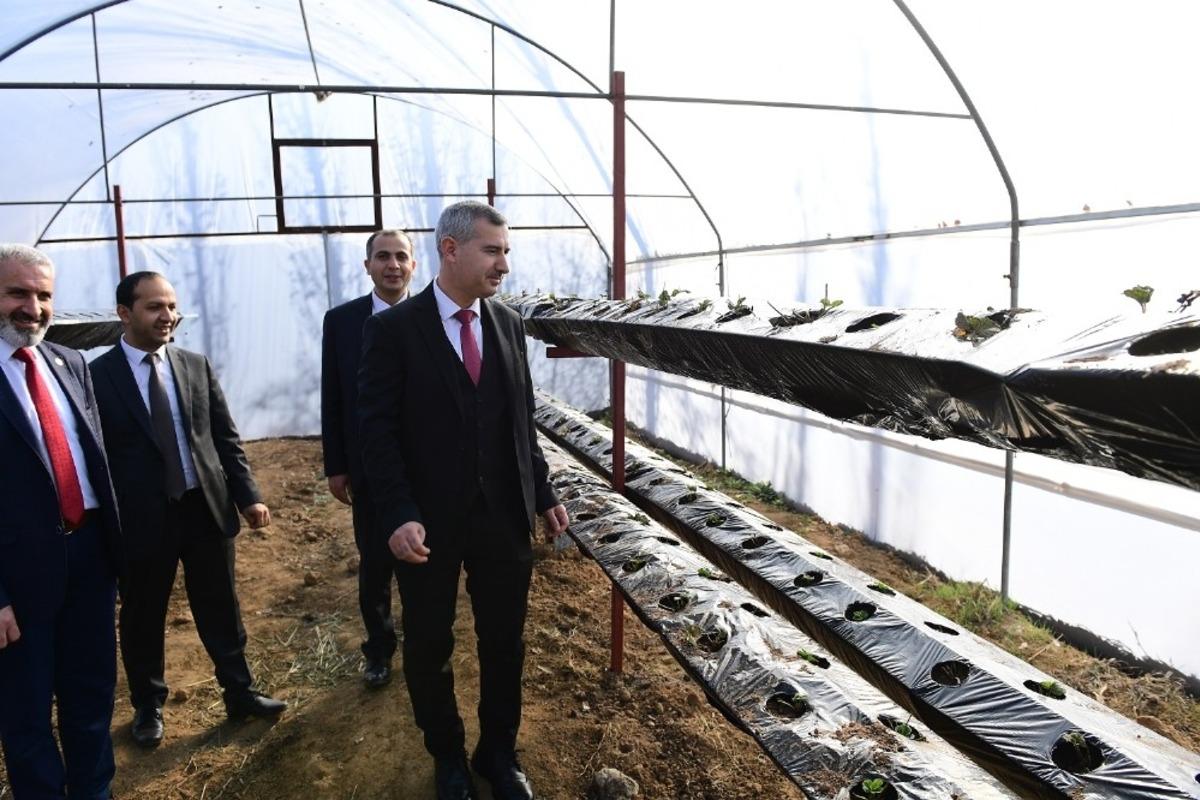 Topraksız &ccedil;ilek &uuml;retimine başlandı