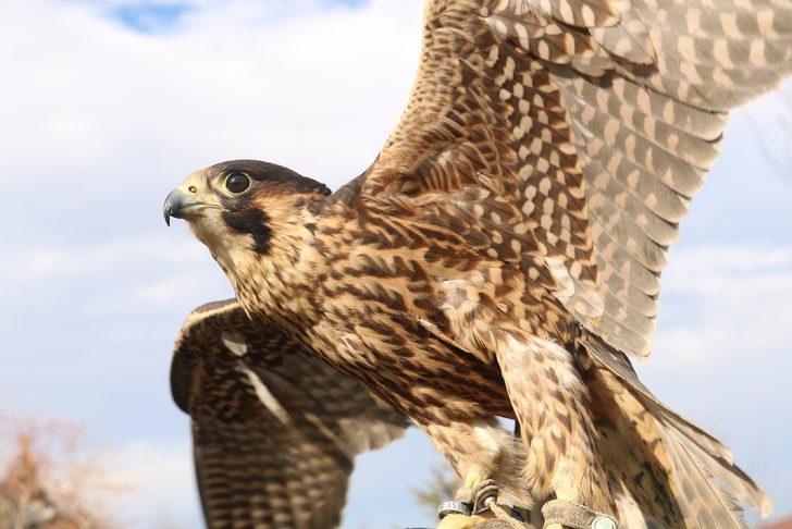 Doğan için bir otomobil parası harcadı G1