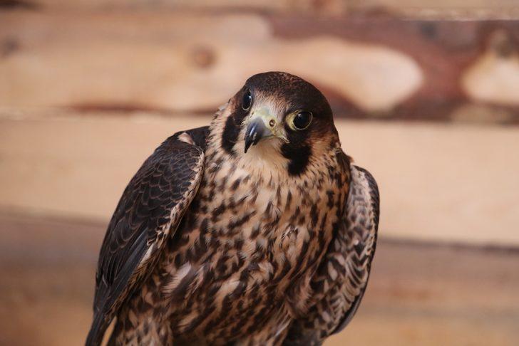 Doğan için bir otomobil parası harcadı G5