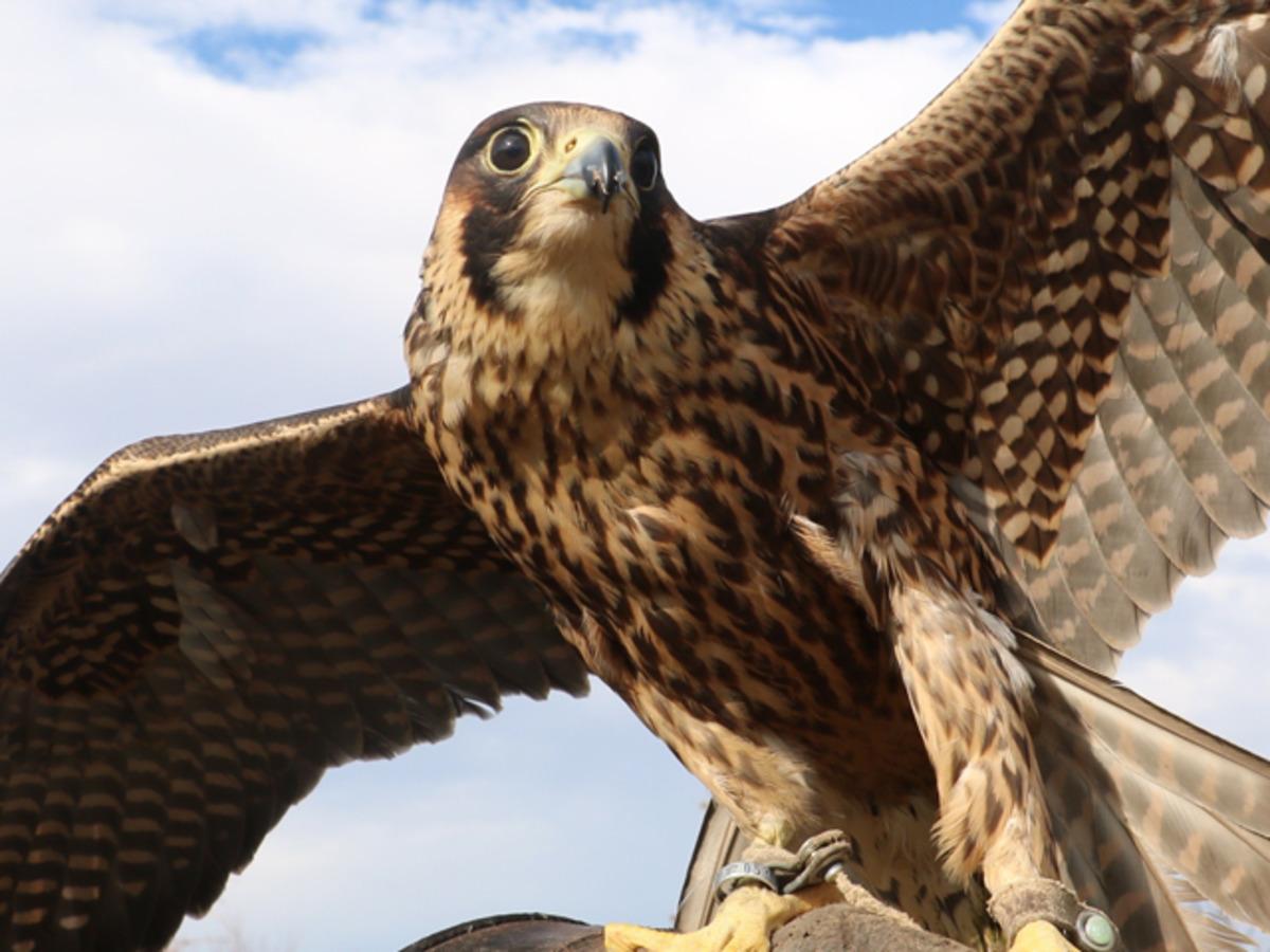 Doğan i&ccedil;in bir otomobil parası harcadı