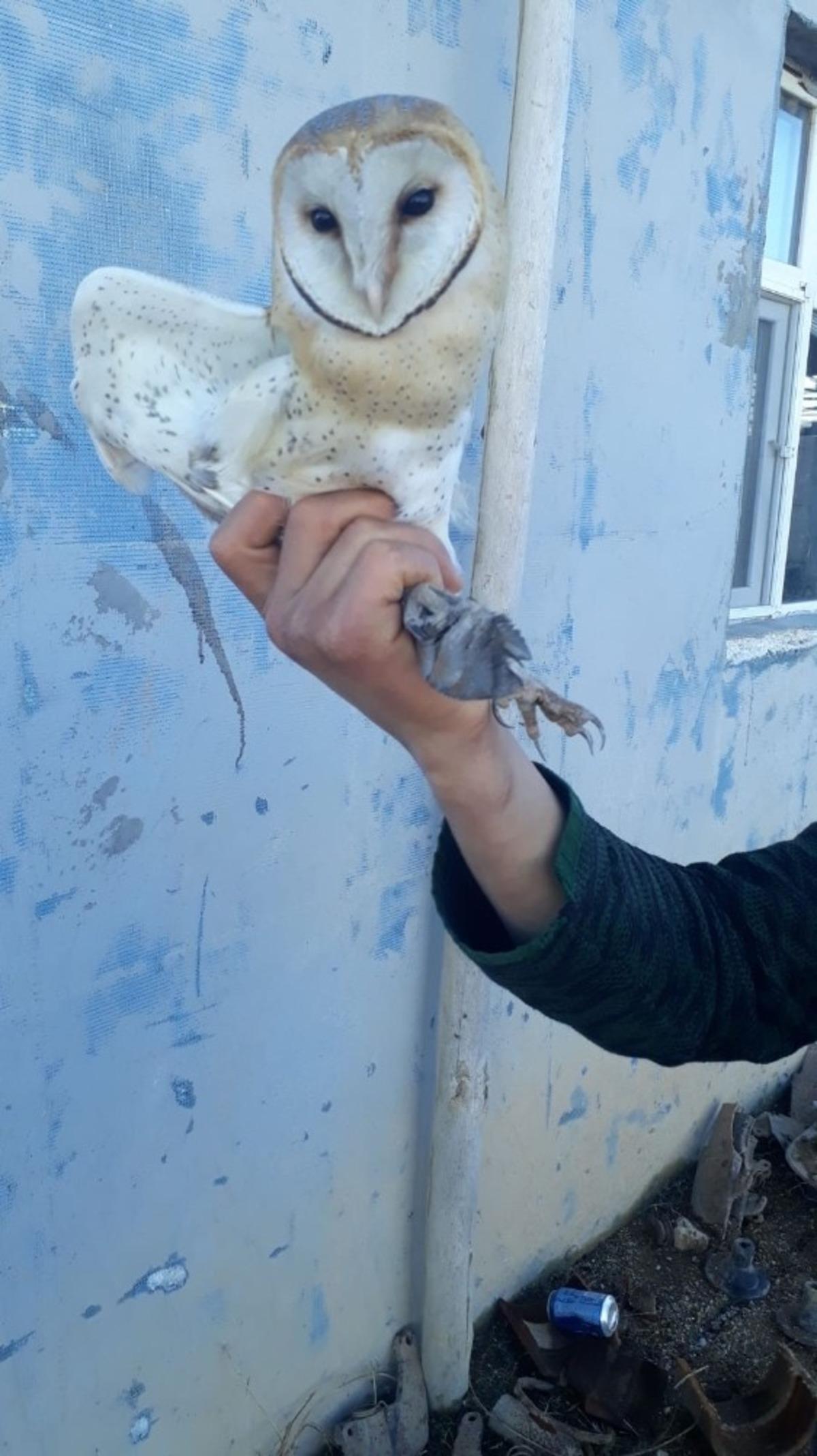 Yaralı bulunan pe&ccedil;eli baykuş koruma altına alındı