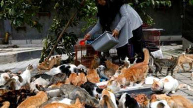 Evlerinde 250 kedi var! 