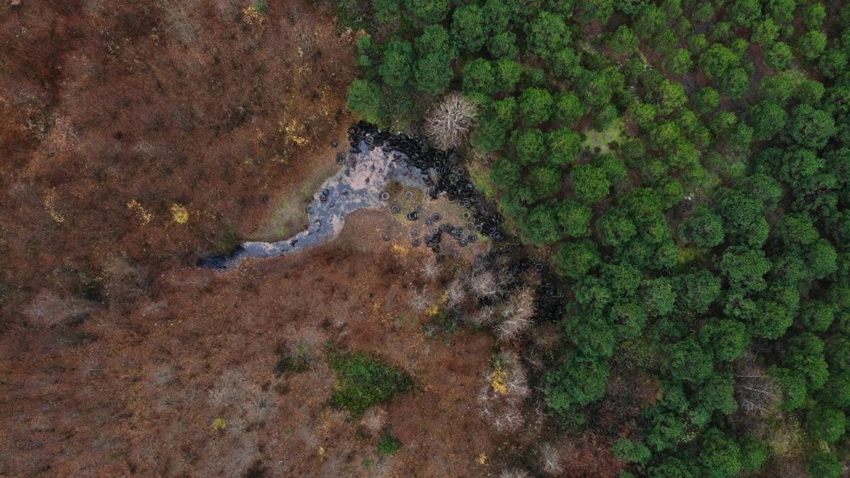 Şile'de ormana bırakılan lastikler &ccedil;evreye zarar veriyor