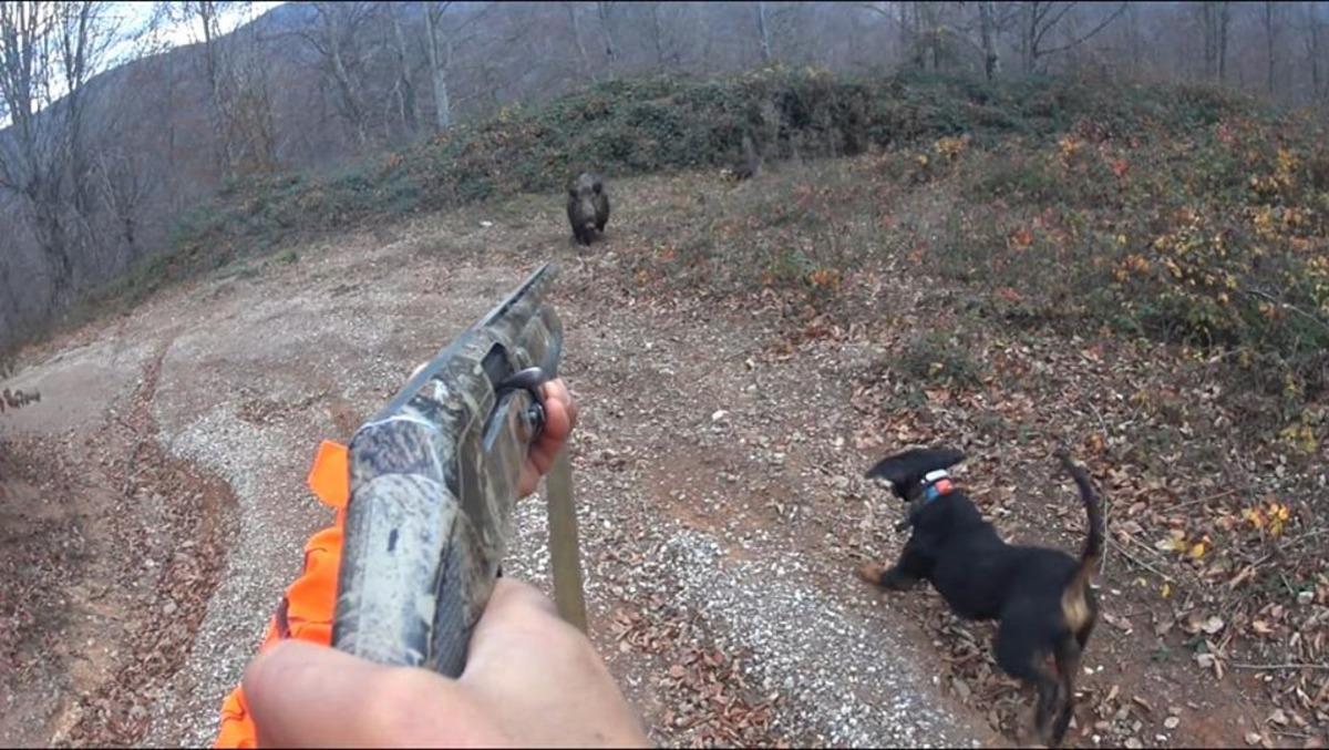 D&uuml;zce'de şoke eden anlar! Domuz saldırısı b&ouml;yle g&ouml;r&uuml;nt&uuml;lendi