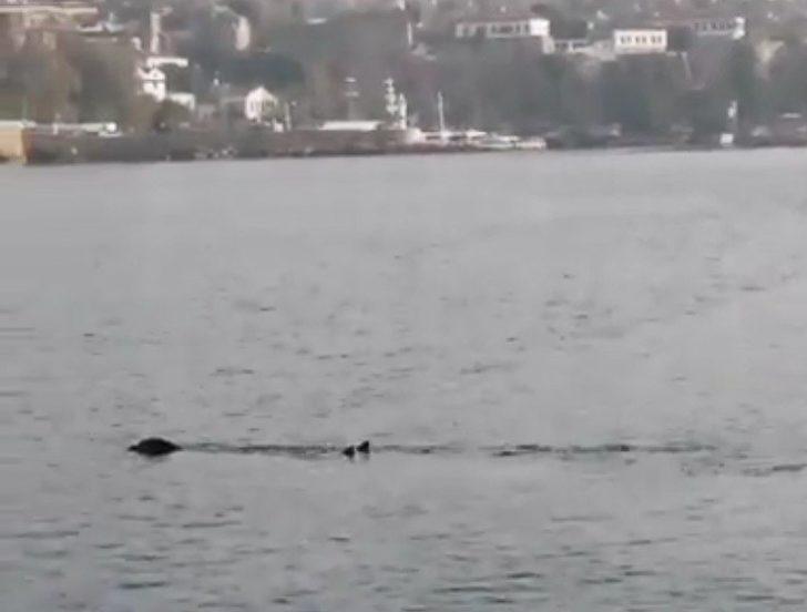 Antalya'daki fok fırtınanın habercisi G2