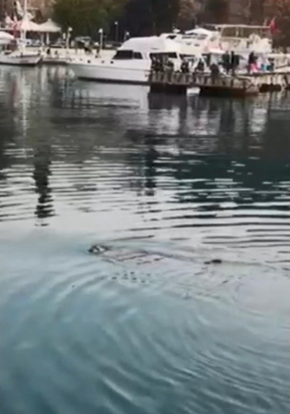 Antalya'daki fok fırtınanın habercisi