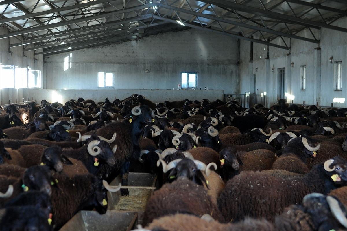 S&uuml;r&uuml; ıslahı i&ccedil;in devlet desteğiyle damızlık ko&ccedil; yetiştiriyorlar