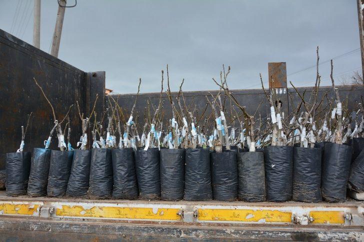 Yunusemre Belediyesinin üreticilere fidan desteği sürüyor G1