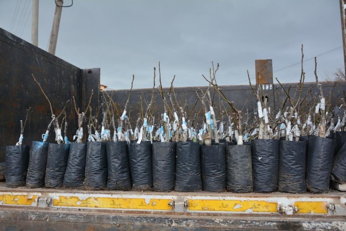 Yunusemre Belediyesinin &uuml;reticilere fidan desteği s&uuml;r&uuml;yor