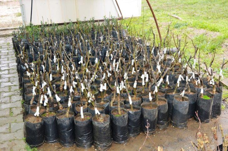 Yunusemre Belediyesinin üreticilere fidan desteği sürüyor G2