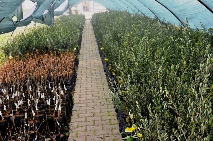 Yunusemre Belediyesinin üreticilere fidan desteği sürüyor G3
