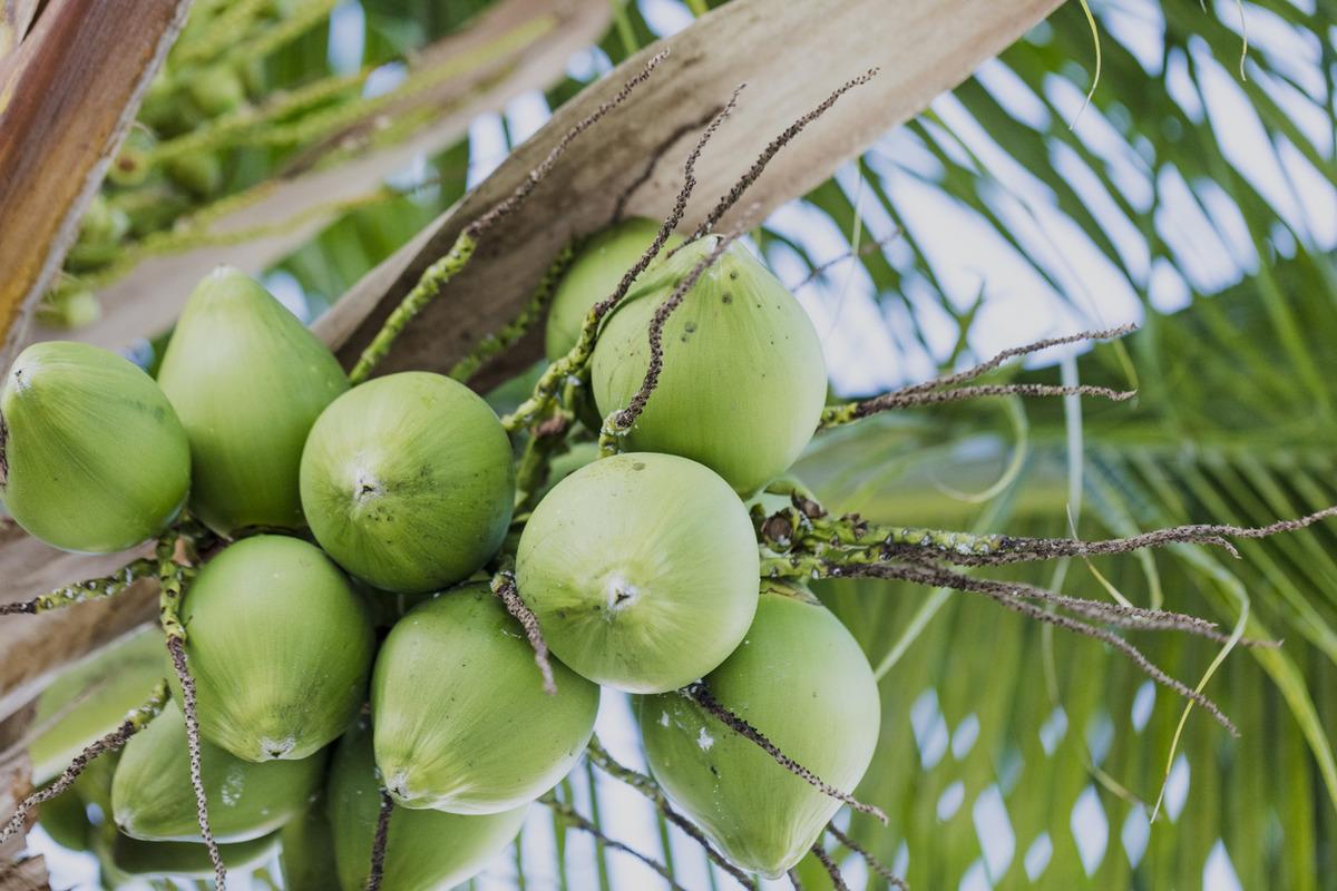 Tropikal meyveler nelerdir? İşte &uuml;reticilerin y&uuml;z&uuml;n&uuml; g&uuml;ld&uuml;ren meyveler