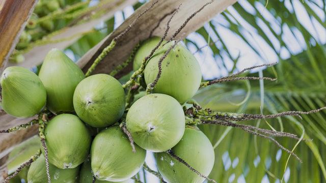 Tropikal meyveler nelerdir? İşte üreticilerin yüzünü güldüren meyveler