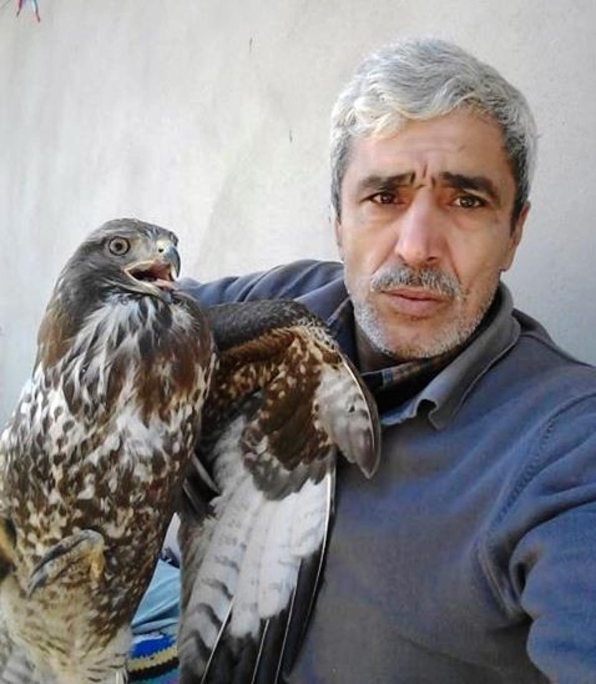 Şahini &ouml;nce besledi sonra doğaya saldı