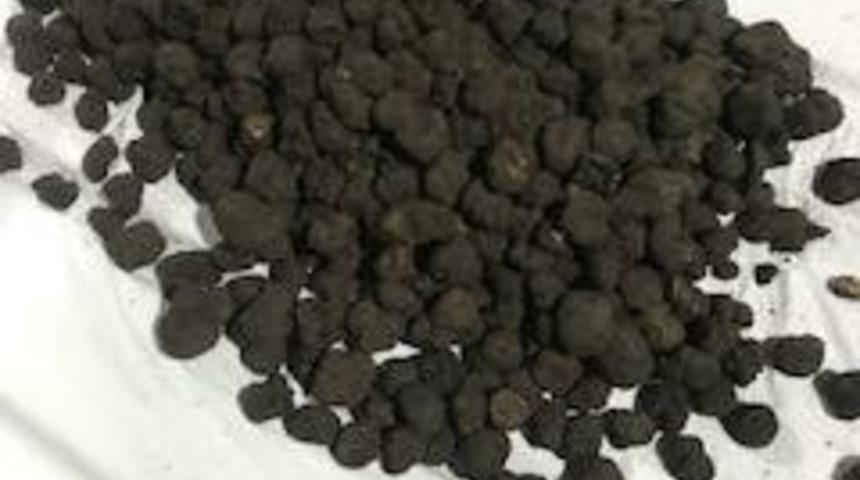 Tr&uuml;f mantarına alıcı &ccedil;ıkmadı