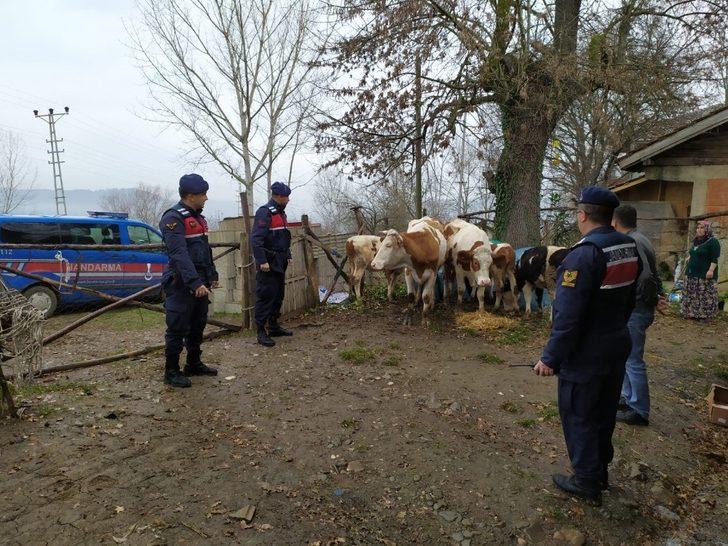 Kaybolan hayvanlarına jandarma sayesinde kavuştular G1