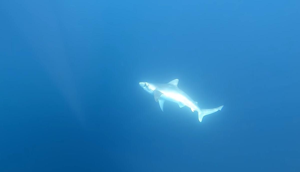 Antalya'da balık&ccedil;ıların oltasına k&ouml;pek balığı takıldı