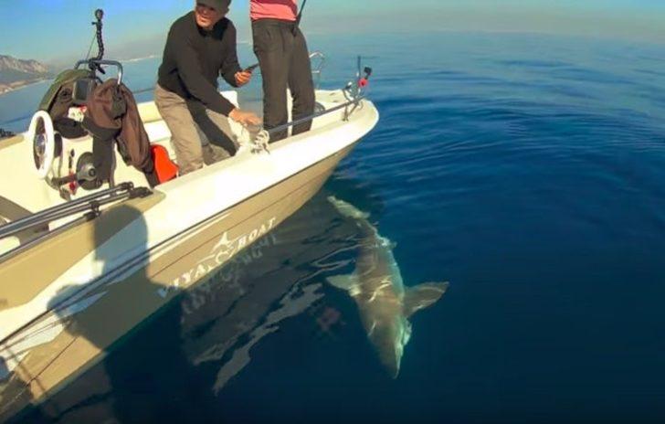 Antalya'da balıkçıların oltasına köpek balığı takıldı G1