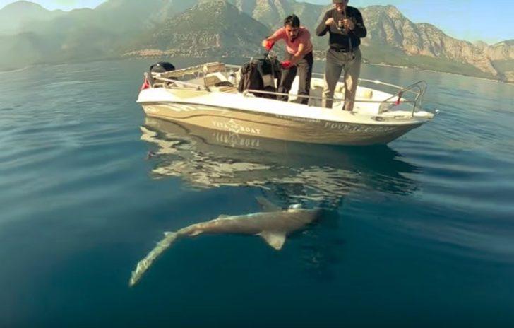 Antalya'da balıkçıların oltasına köpek balığı takıldı G2