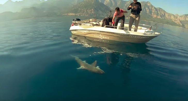 Antalya'da balıkçıların oltasına köpek balığı takıldı G5