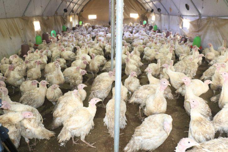 Eflani hindisi kolesterole iyi geliyor G1