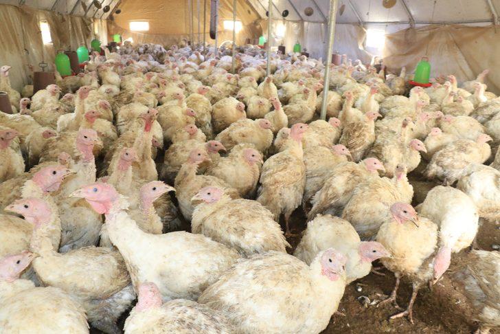 Eflani hindisi kolesterole iyi geliyor G2